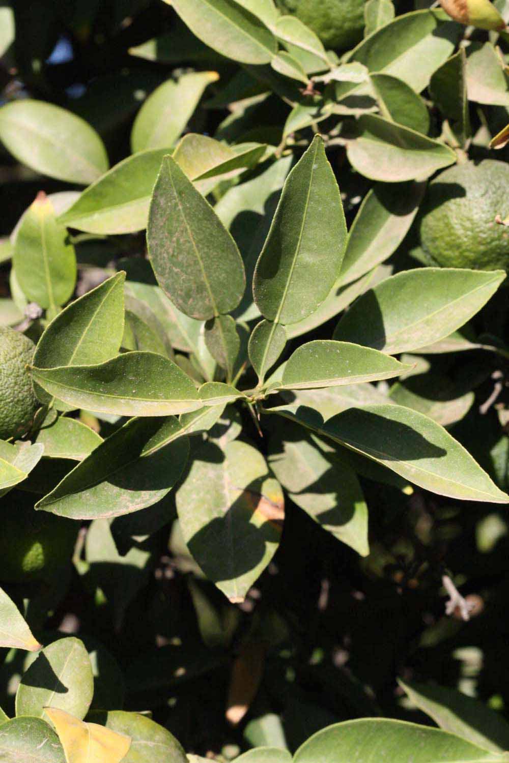              Sun leaves (Riverside, CA)       